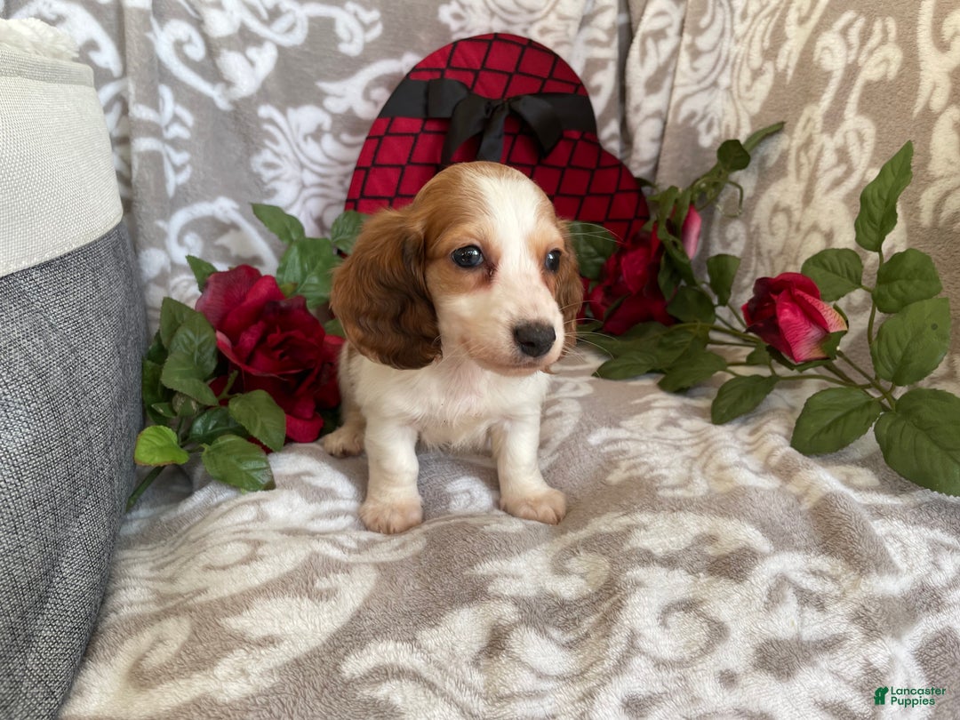 Miniature Dachshund dogs for sale: Baxter - Ad 4