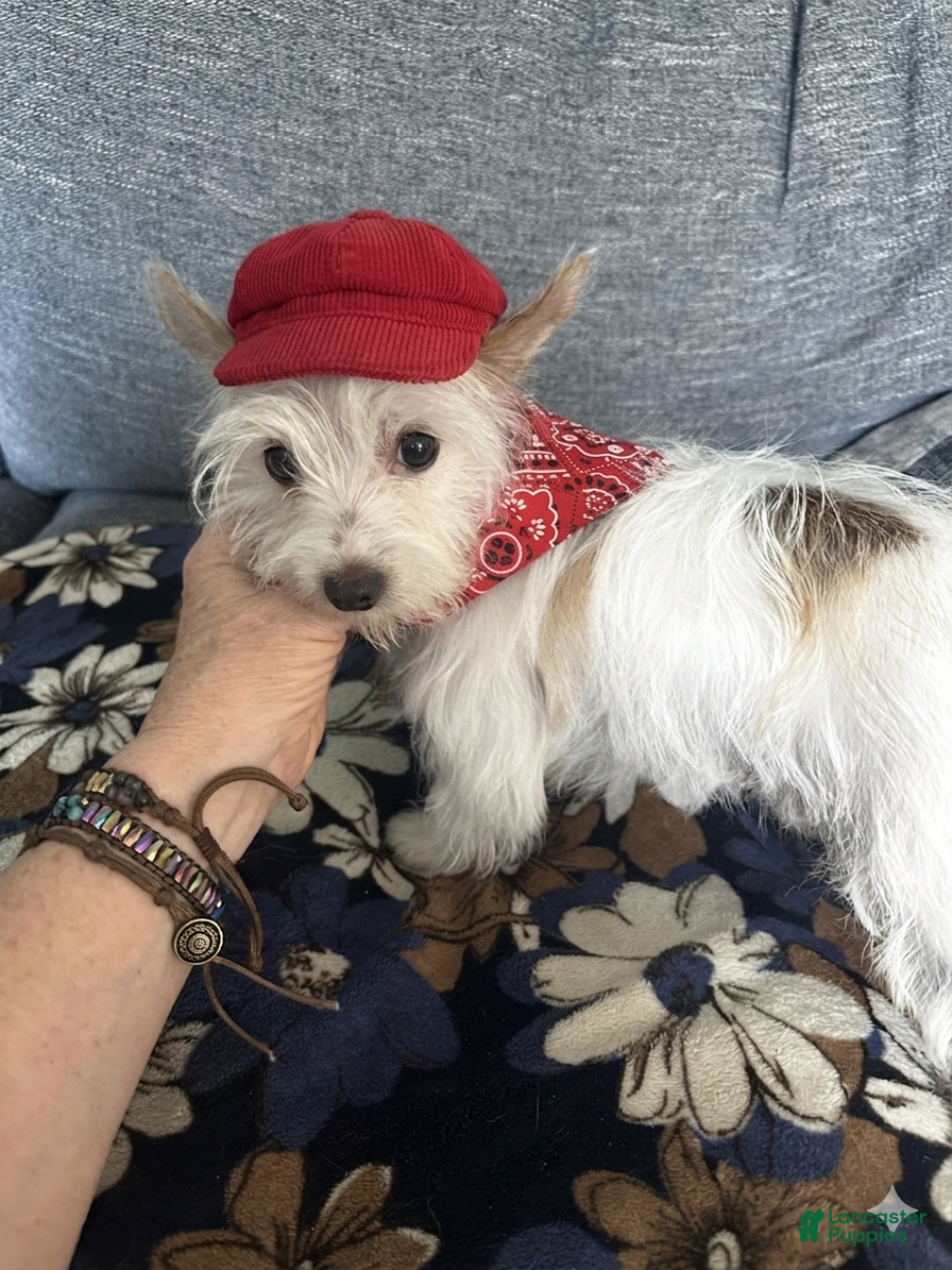 Yorkshire Terrier dogs AKC Glacierpaw - Ad 1