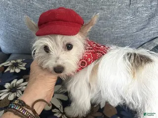 Yorkshire Terrier dogs for sale: AKC Glacierpaw - Ad 2