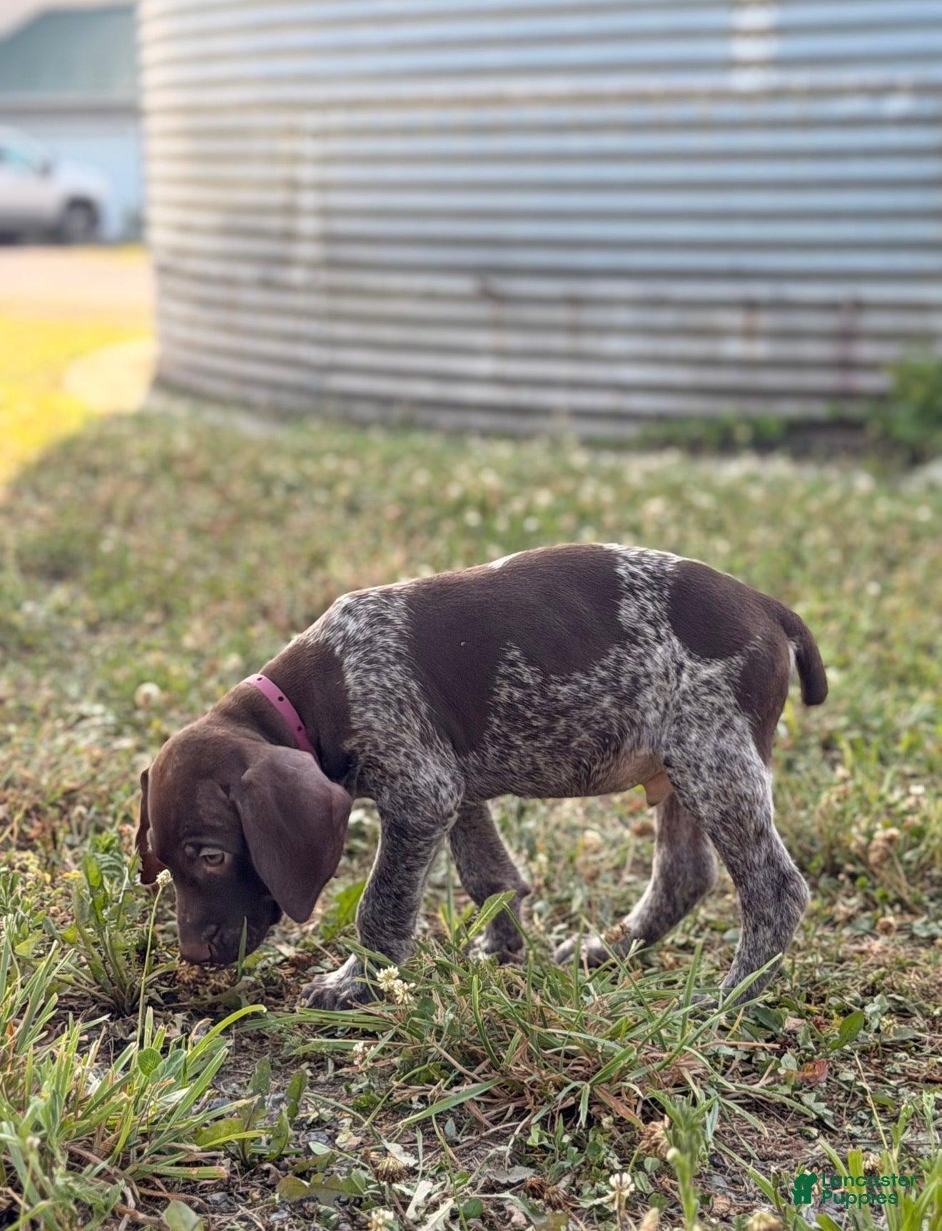 German Shorthaired Pointer dogs Baylor - Ad 2