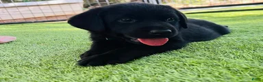 Labrador Retriever 1