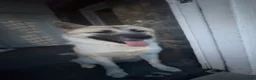 Mixed Breed dogs for sale: Cinco - Ad 4