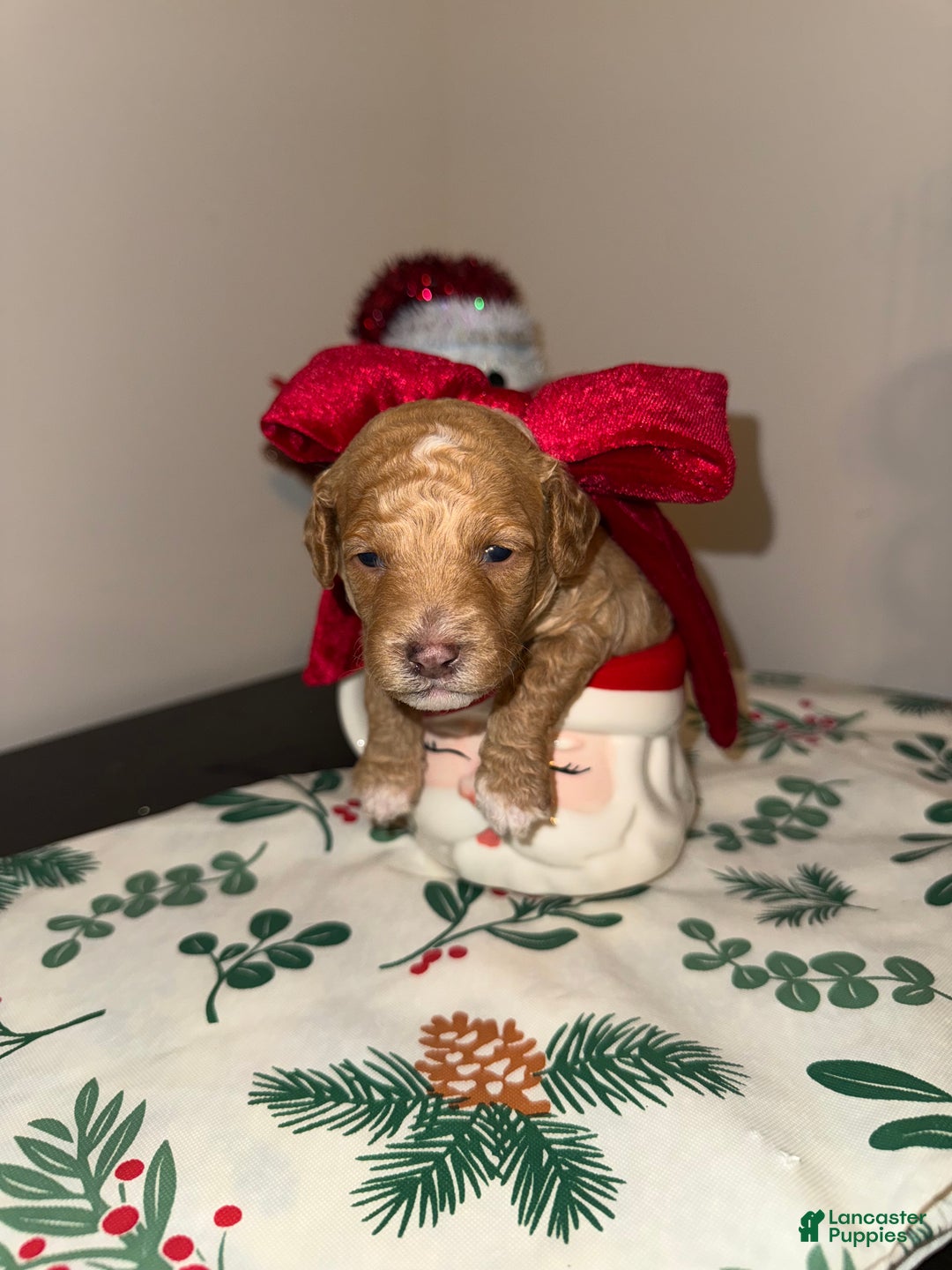 Toy Poodle dogs for sale: Remy - Ad 1