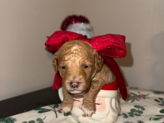 Toy Poodle dogs Remy - Ad 13