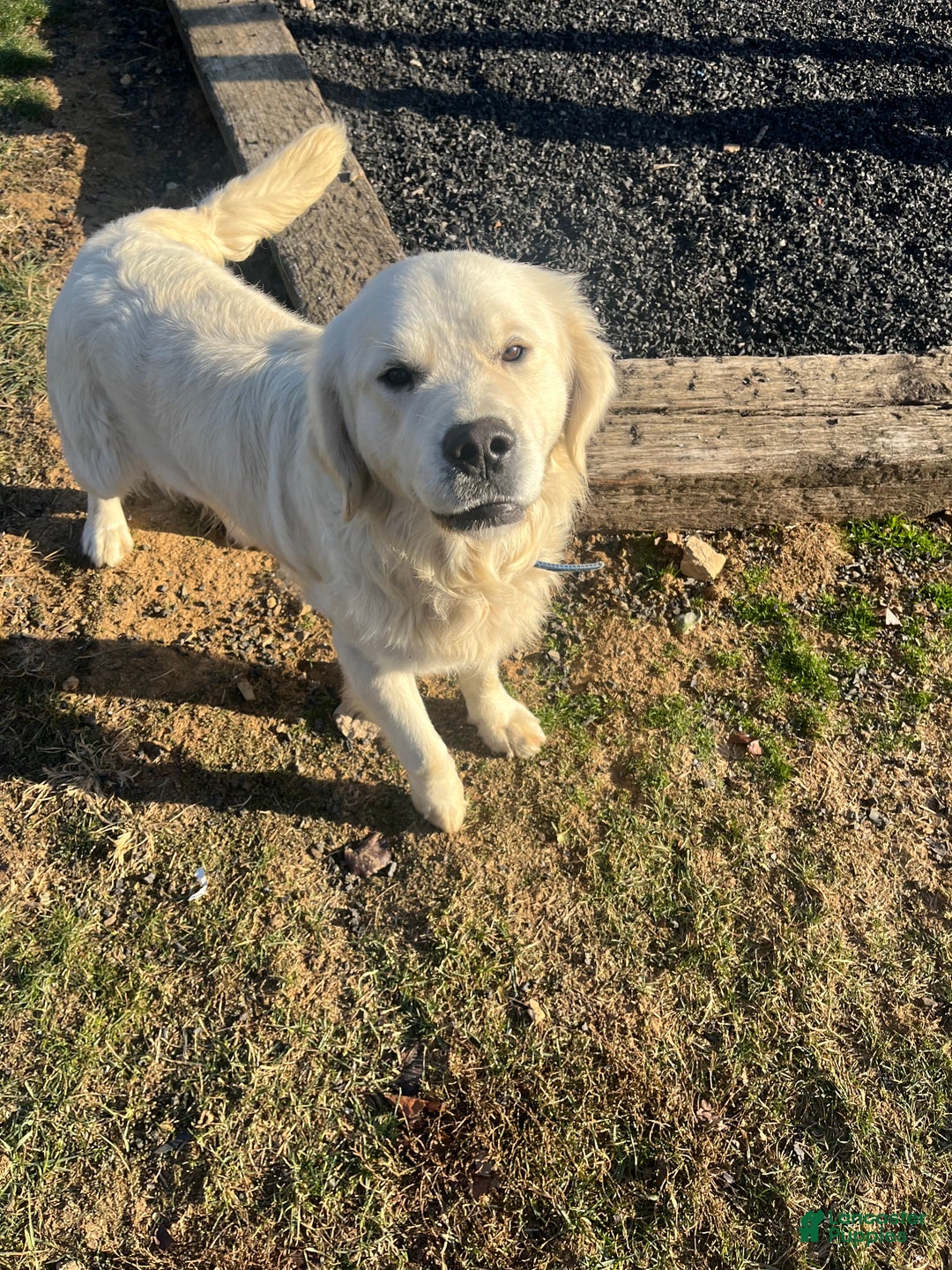 Golden Retriever dogs for sale: Staci - Ad 6
