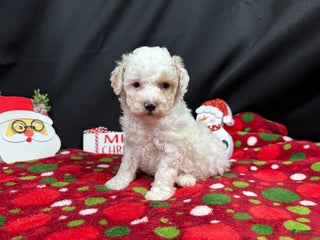 Toy Poodle dogs Toy Poodle Puppy 3 - Ad 37