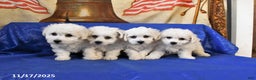 Bichon Frise dogs for sale: Bear - Ad 5
