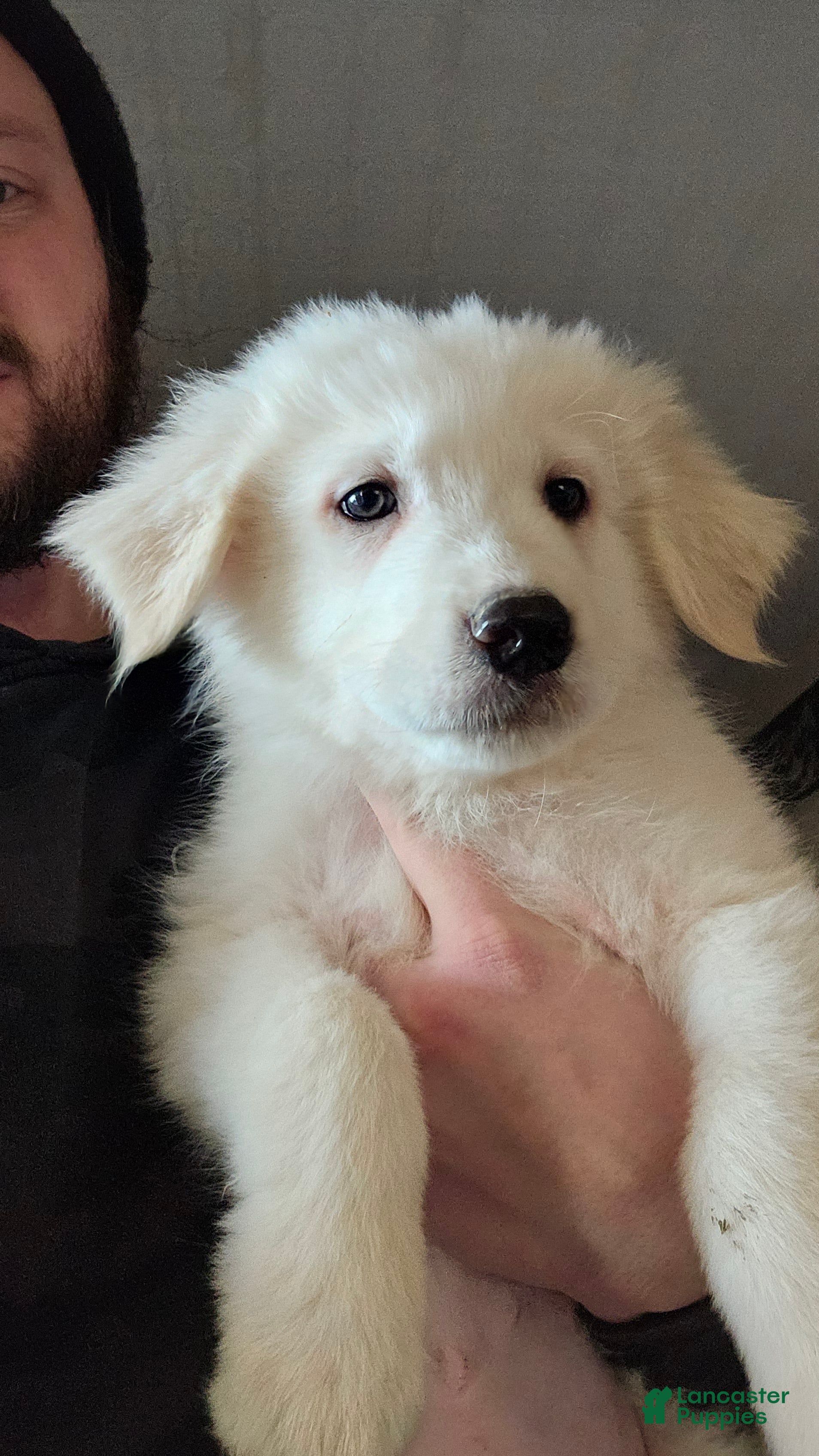 Great Pyrenees dogs Great Pyrenees Puppy 2 - Ad 1
