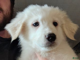Great Pyrenees dogs Great Pyrenees Puppy 2 - Ad 5