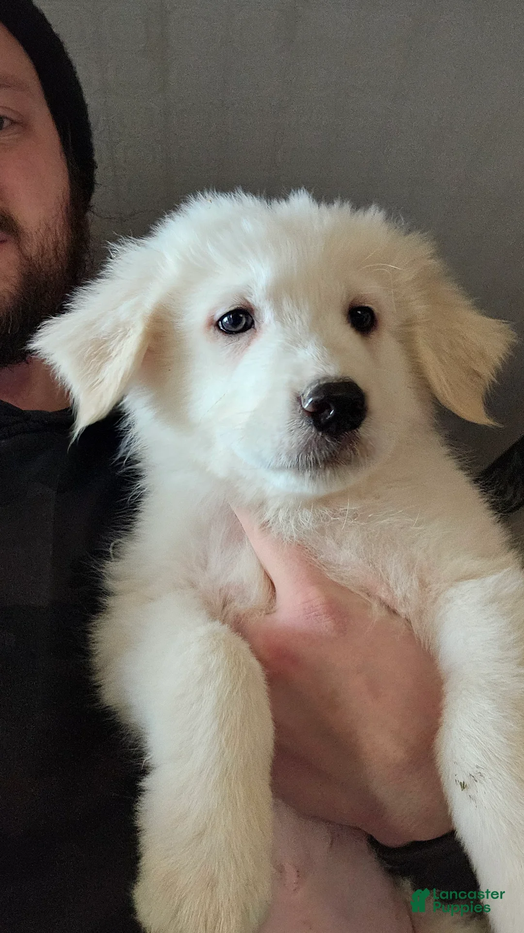 Great Pyrenees dogs for sale: Great Pyrenees Puppy 2 - Ad 1
