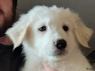 Great Pyrenees dogs for sale: Great Pyrenees Puppy 2 - Ad 1