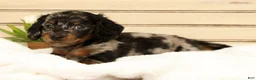 Miniature Dachshund dogs for sale: Milo - Ad 5
