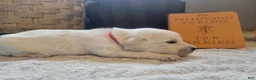 Golden Retriever dogs for sale: Boromir, Champion Sired - Ad 1