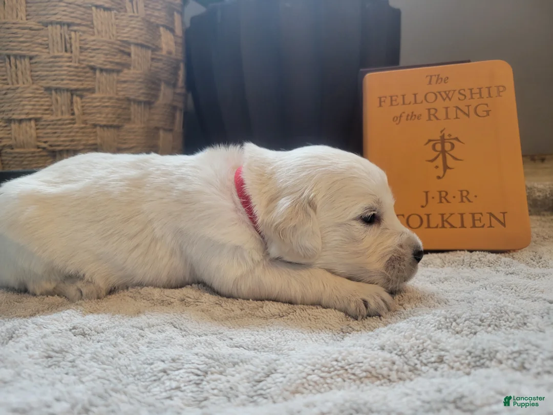 Golden Retriever dogs for sale: Boromir, Champion Sired - Ad 1