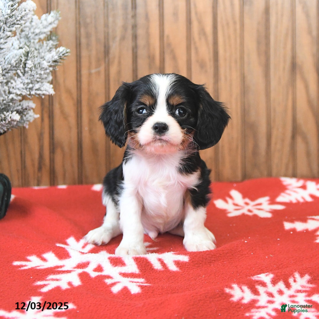 Cavalier King Charles Spaniel dogs for sale: Cyclone - Ad 2
