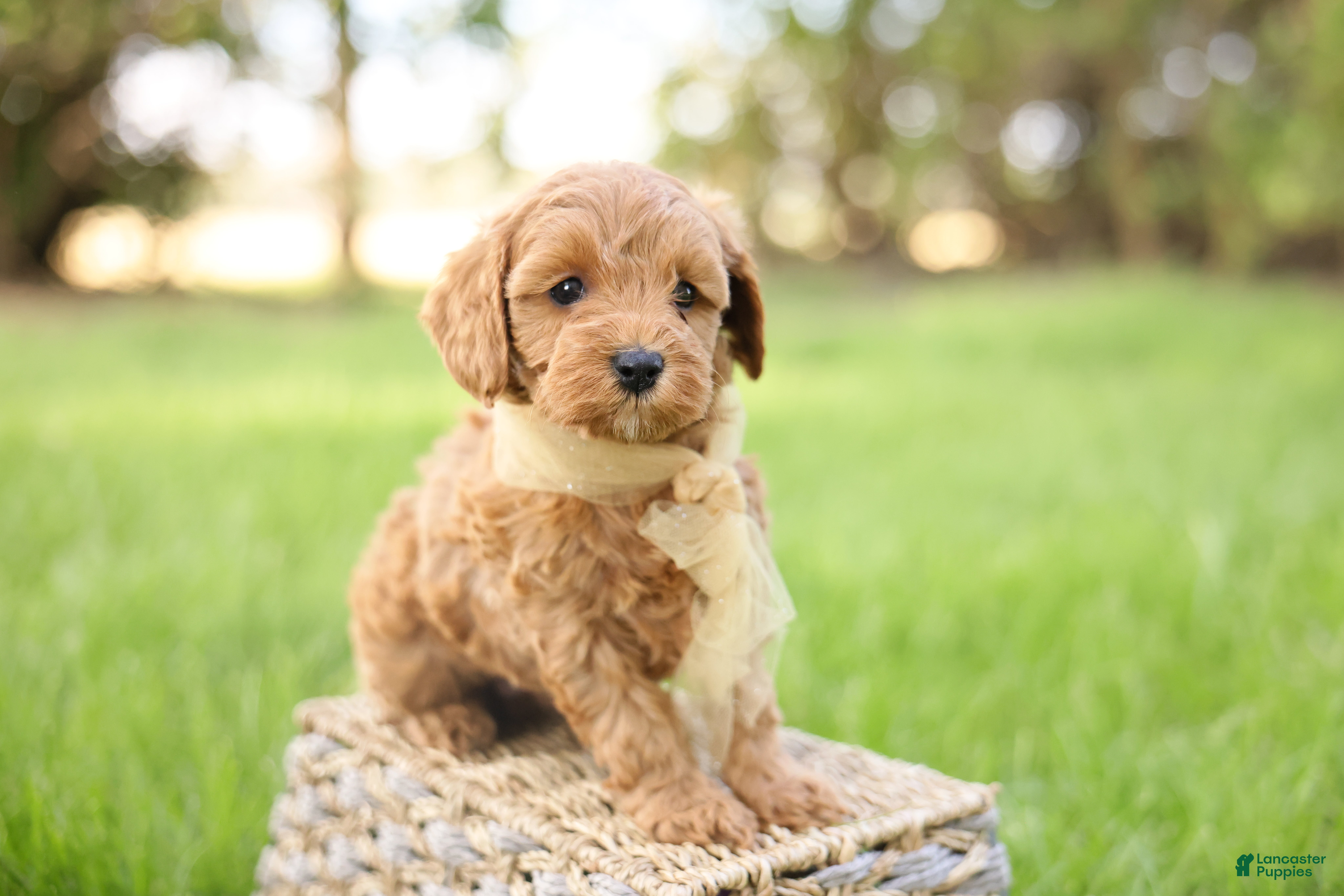 Goldendoodle dogs Ladybug - Ad 2