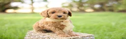 Goldendoodle dogs for sale: Ladybug - Ad 2