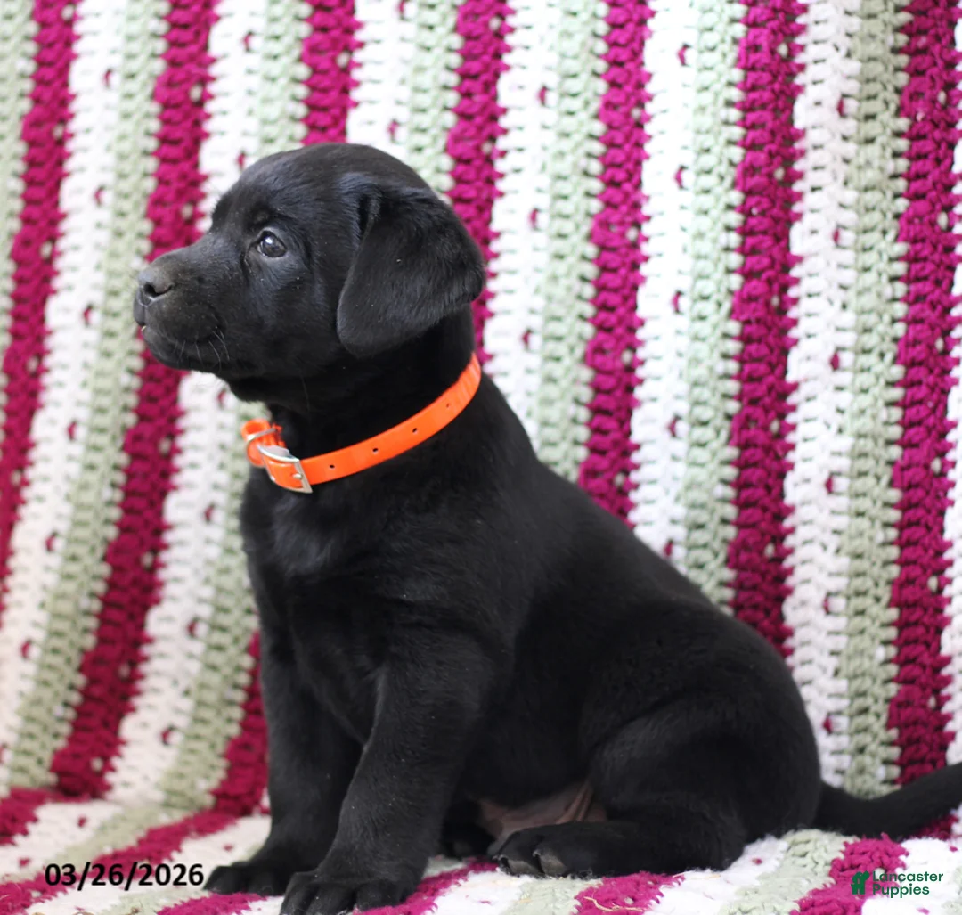 Labrador Retriever dogs for sale: Biscuit - Ad 2