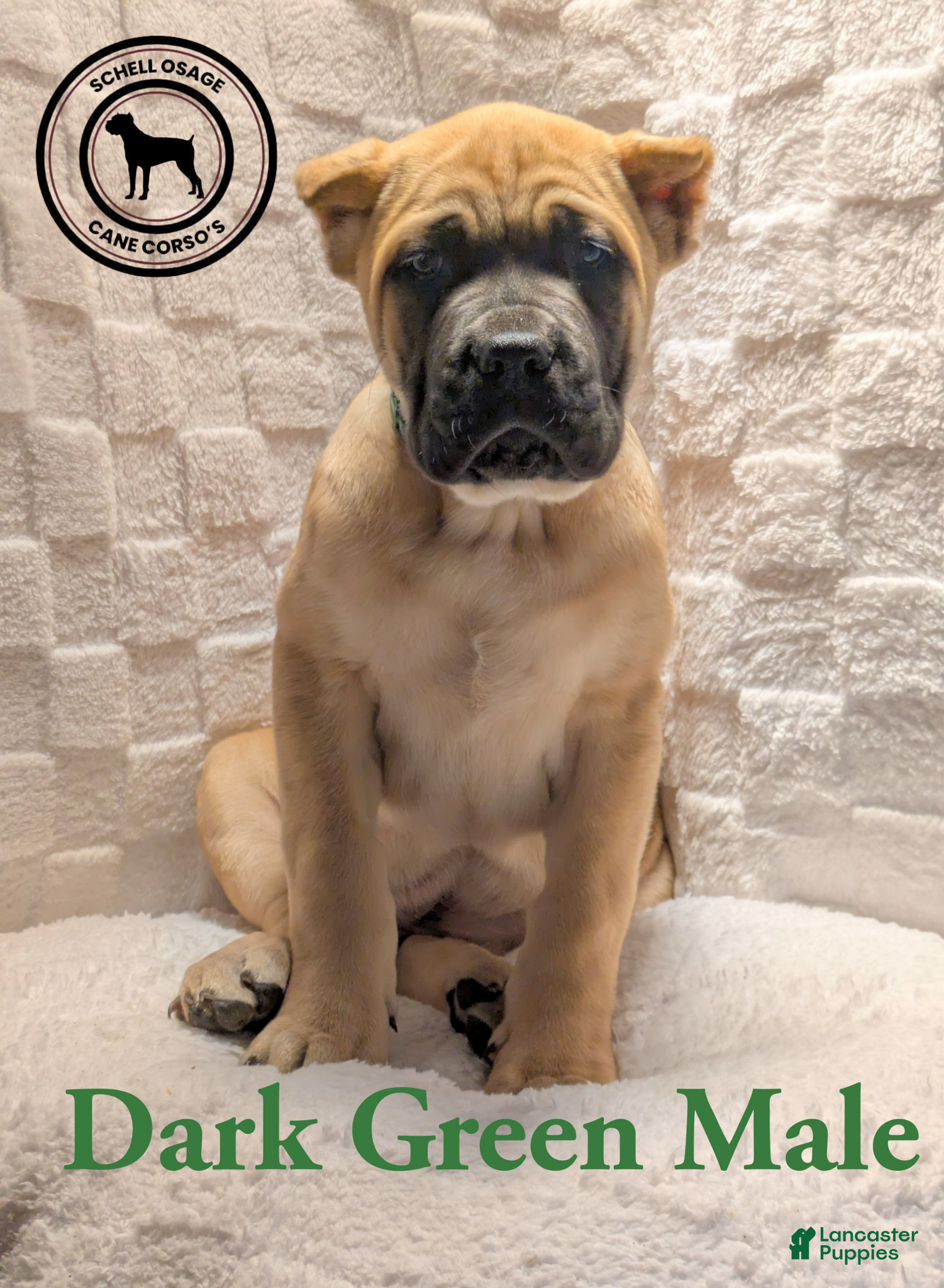 Cane Corso dogs Dark Green - Ad 18