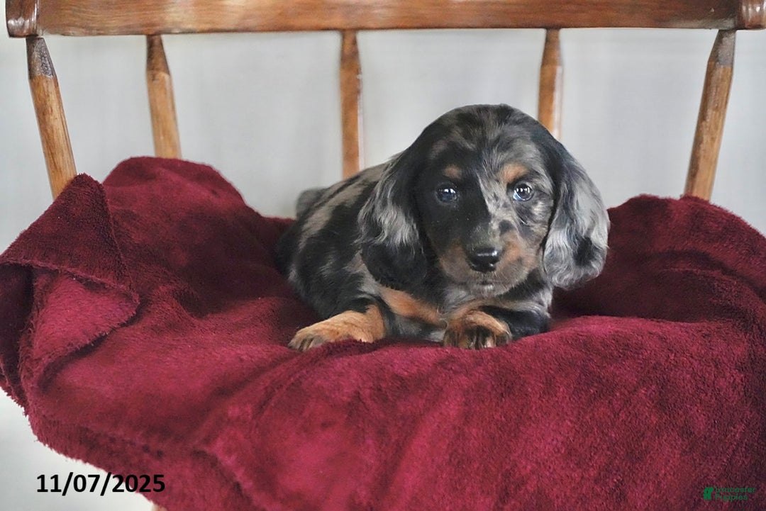 Miniature Dachshund dogs for sale: Snuggles   - Ad 3