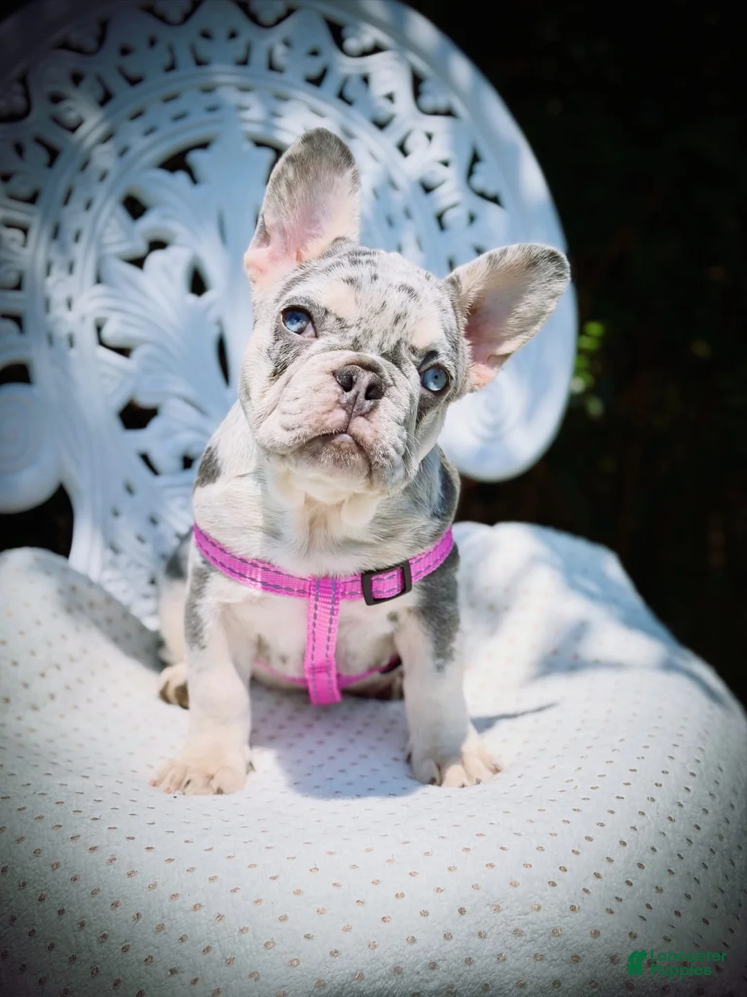 French Bulldog dogs for sale: Stormi  - Ad 2