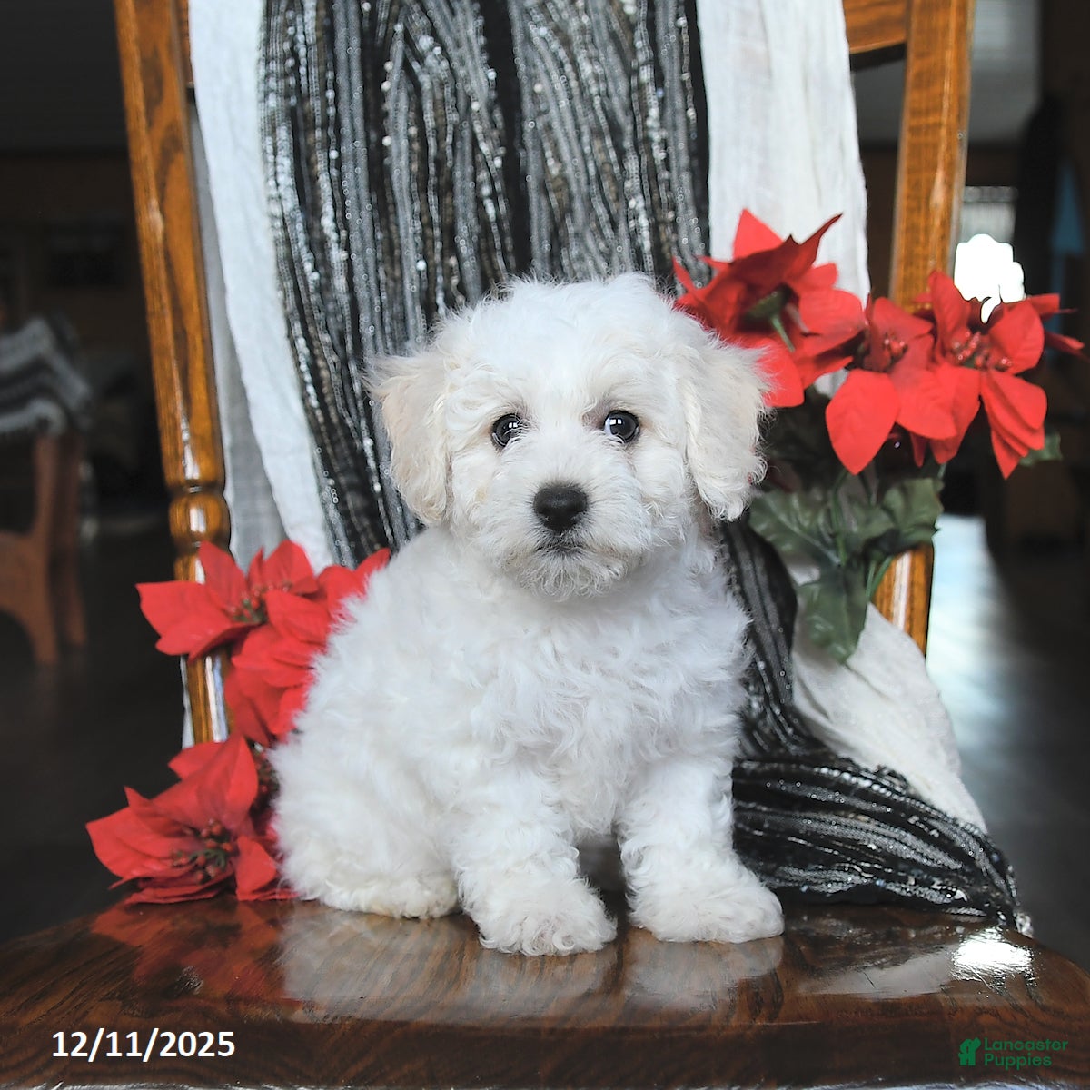 Bichon Frise dogs Annie - Ad 5
