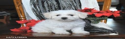 Bichon Frise dogs for sale: Annie - Ad 1
