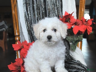 Bichon Frise dogs Annie - Ad 3