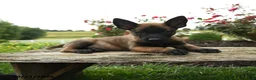 Belgian Malinois dogs for sale: Axel - Ad 3