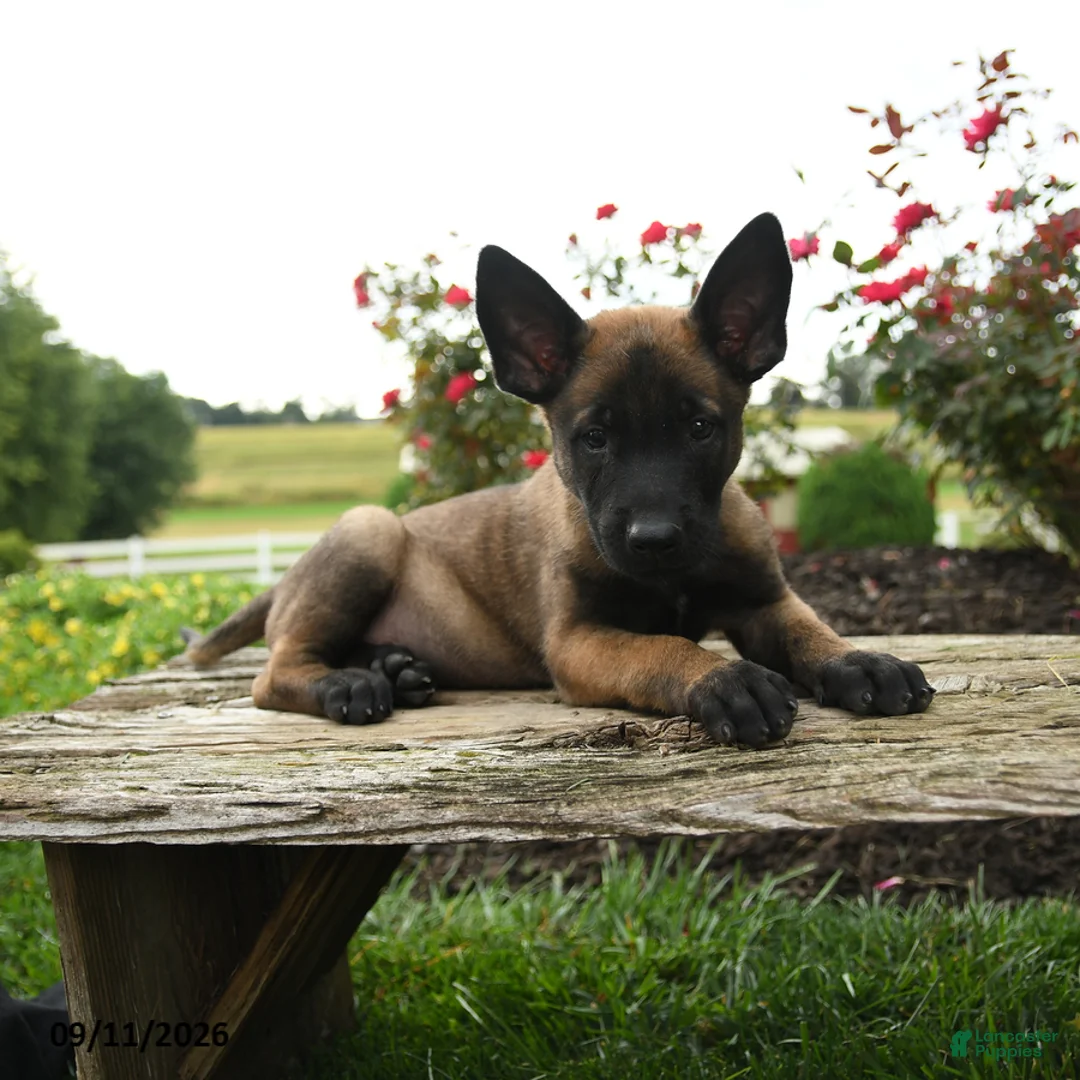 Belgian Malinois dogs for sale: Axel - Ad 3