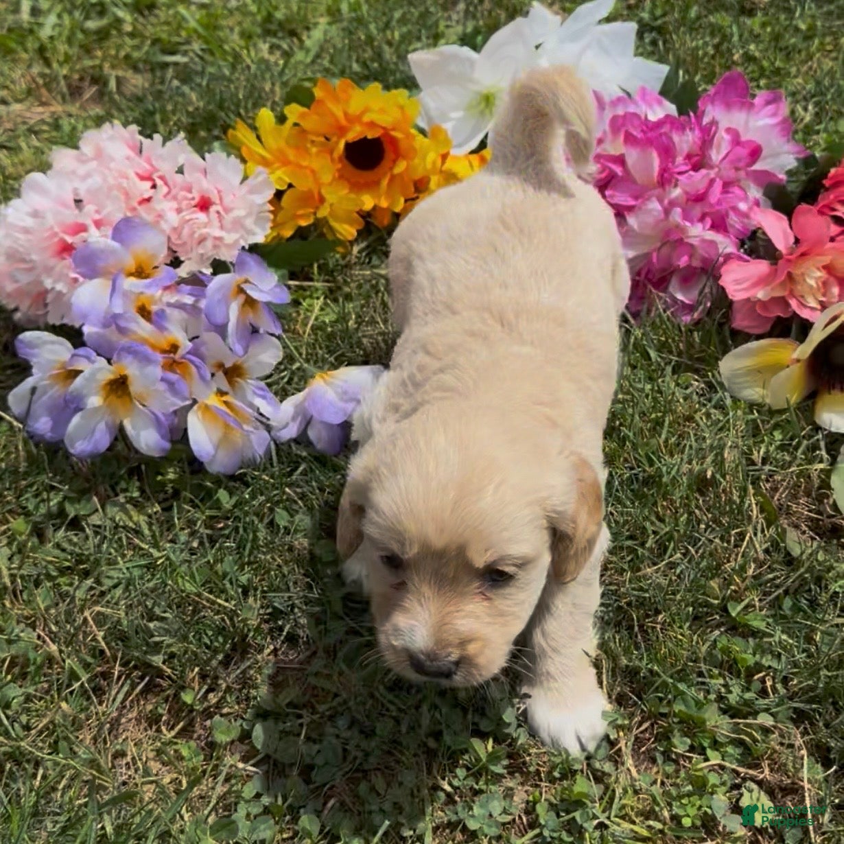 Mini Goldendoodle dogs Liberty  - Ad 1