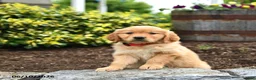 Golden Retriever dogs for sale: Junebug - Ad 2