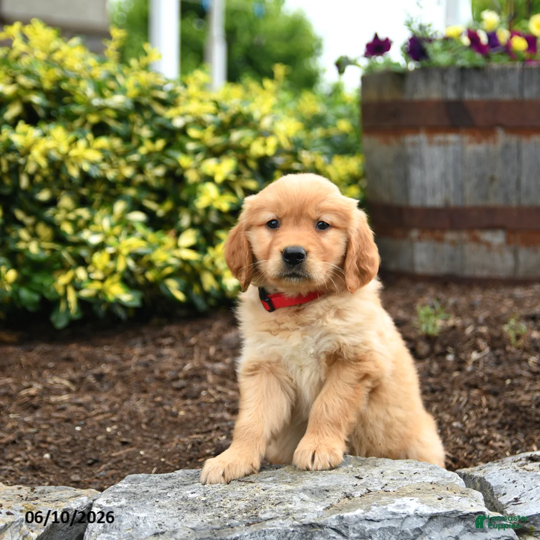 Golden Retriever dogs for sale: Junebug - Ad 2
