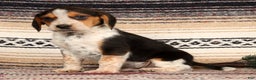 Beagle dogs for sale: Drew - Ad 2