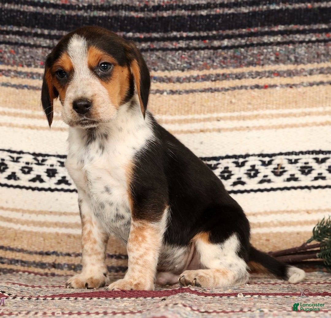 Beagle dogs for sale: Drew - Ad 2