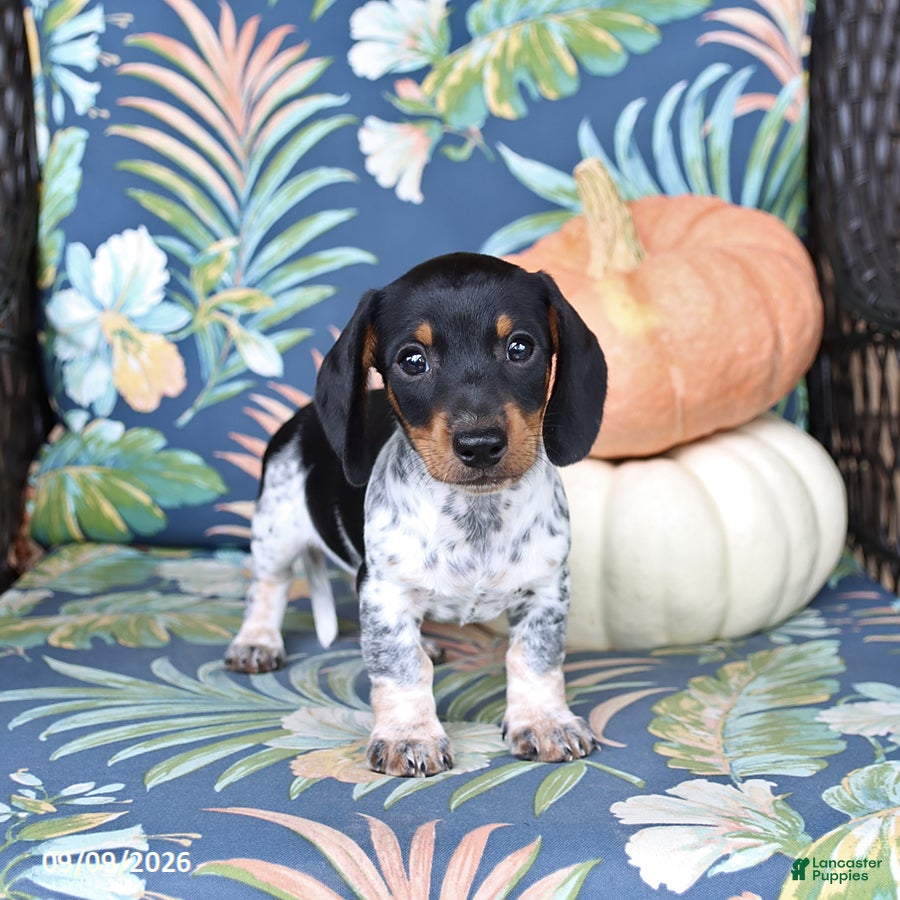 Miniature Dachshund dogs Hickory - Ad 1