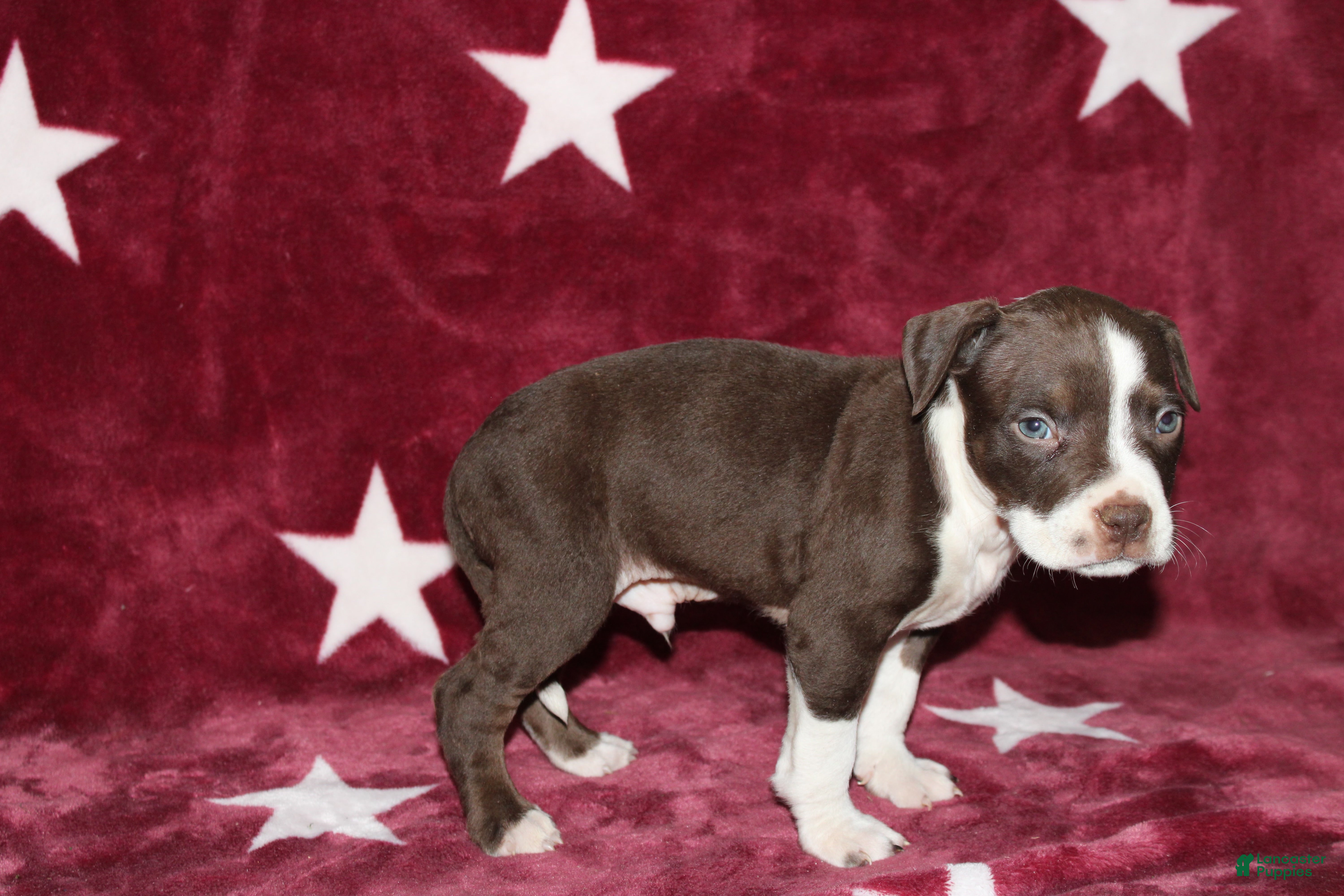 American Bully dogs Prince  - Ad 6