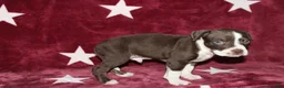 American Bully dogs for sale: Prince  - Ad 1