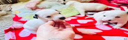 Jack Russell Terrier dogs for sale: Puppy 2 - Ad 4