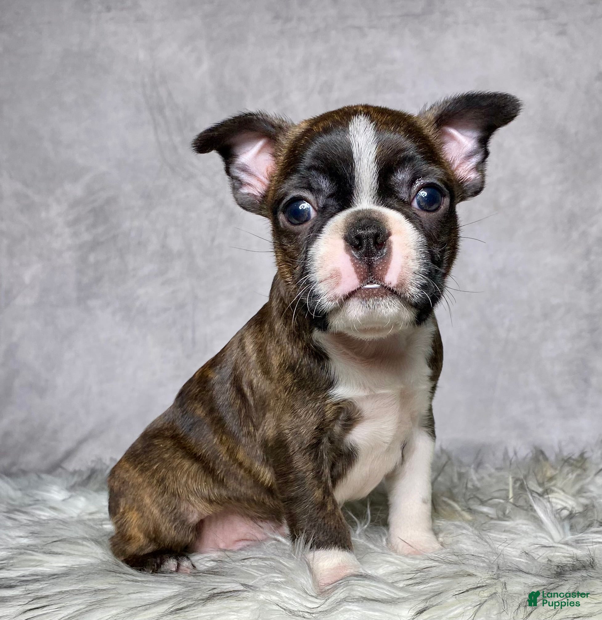 Boston Terrier dogs Mr. Max - Ad 1