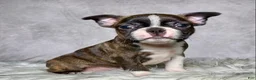 Boston Terrier dogs for sale: Mr. Max - Ad 1