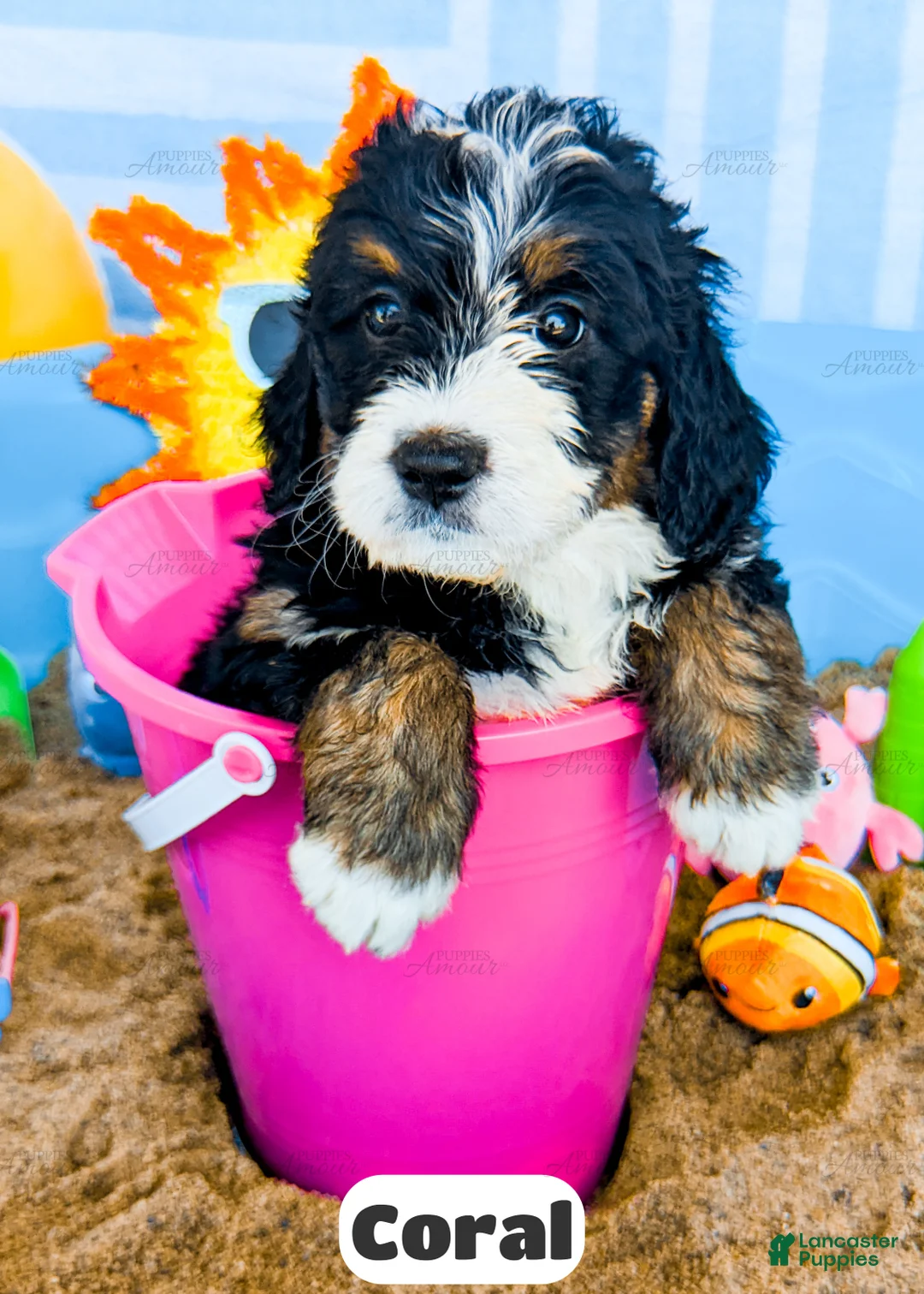 Bernedoodle dogs for sale: Coral - Ad 1