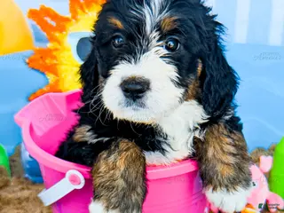 Bernedoodle dogs for sale: Coral - Ad 3