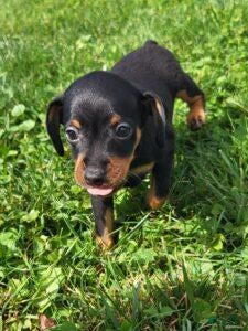 Miniature Pinscher dogs Male 3 - Ad 1