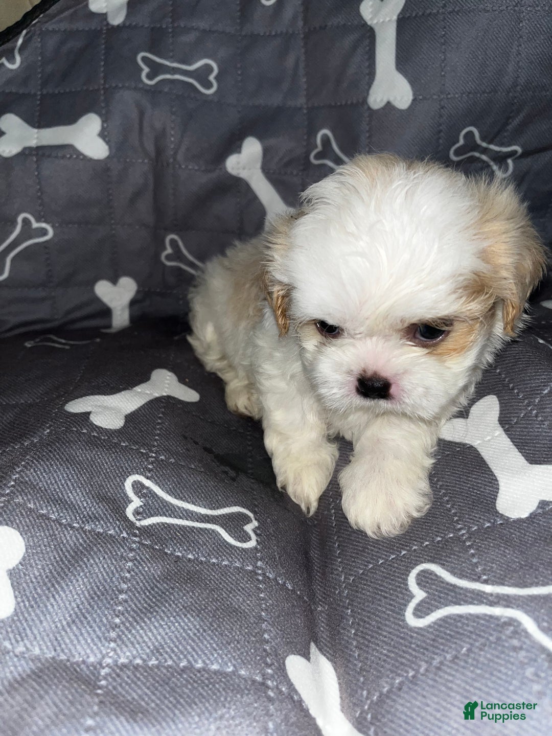 Shih Tzu dogs for sale: Oakley  - Ad 8
