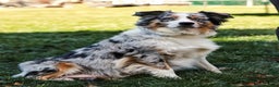 Miniature Australian Shepherd dogs for sale: Faith - Ad 9