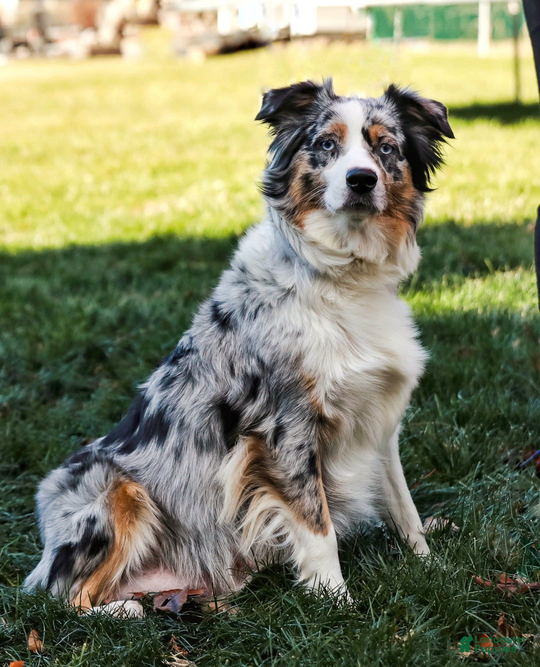 Miniature Australian Shepherd dogs for sale: Faith - Ad 9