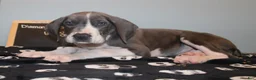 Great Dane dogs for sale: Diamond - Ad 2