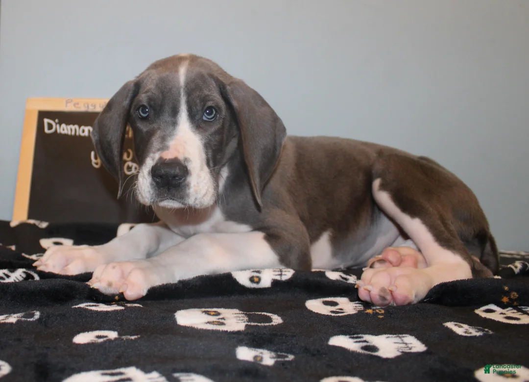 Great Dane dogs for sale: Diamond - Ad 2