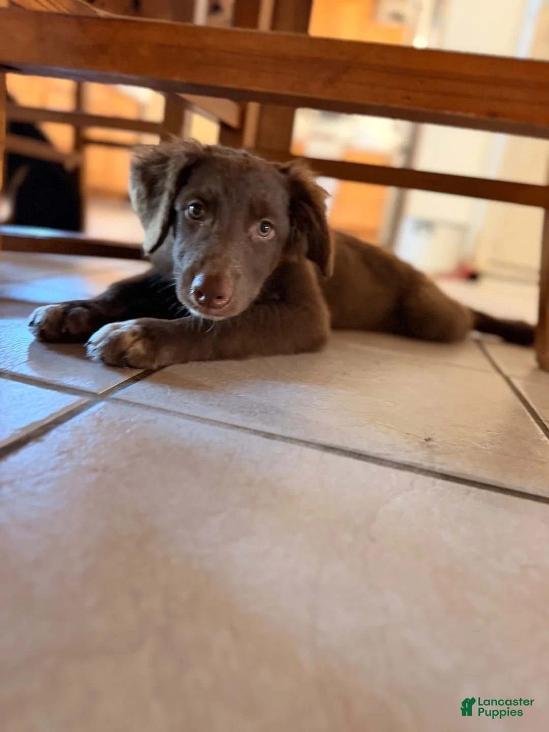 Australian Shepherd dogs for sale: Lincoln  - Ad 2
